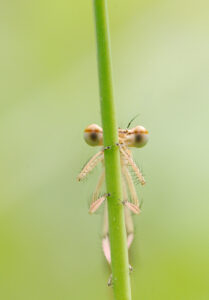 Šidélko brvonohé (Platycnemis pennipes)